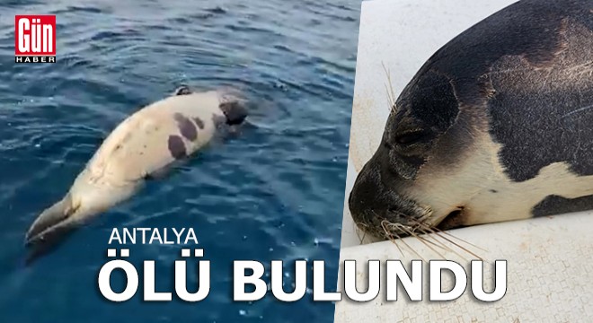 Akdeniz foku, açık denizde ölü bulundu