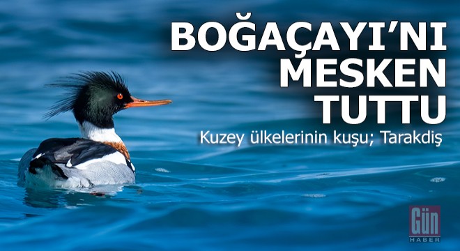 Antalya Boğaçay'ın yeni misafiri...