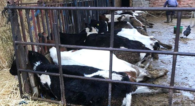 Burdur'da akıma kapılan 13 inek öldü