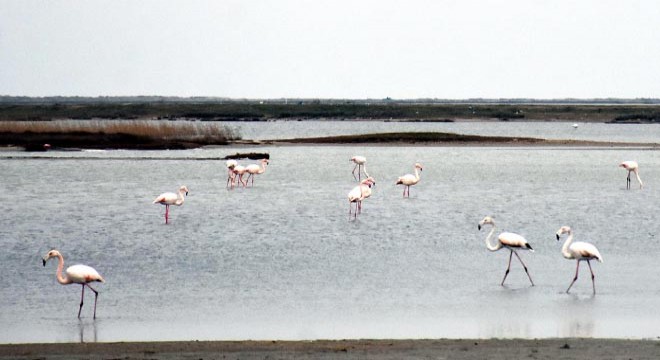 Gala Gölü'ne binlerce flamingo geldi