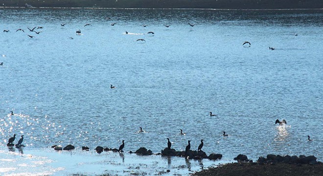 Onaç Baraj göletinde kuş türleri artıyor