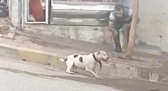 Pitbull cinsi köpeğin kediye saldırısı kamerada