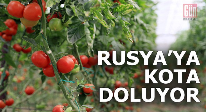 Rusya'ya domates kotası doluyor