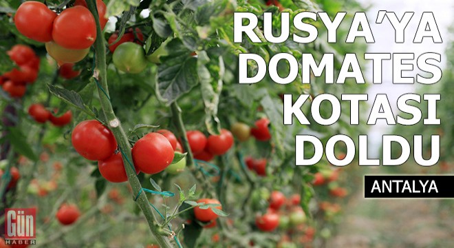 Rusya'ya domates kotası yine doldu