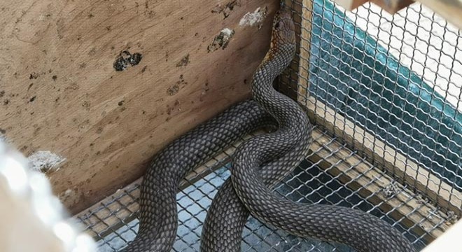 Site bahçesine giren yılan korkuttu