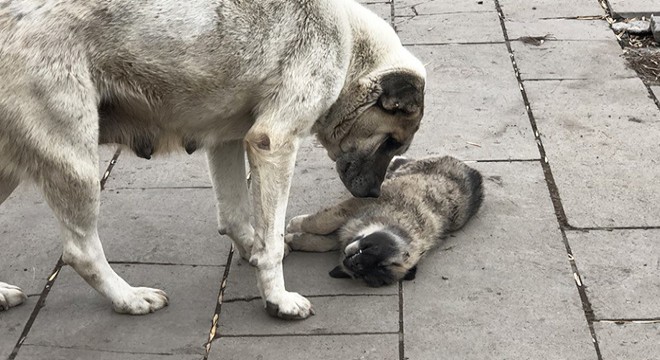 Sokak köpeği, ölen yavrusunun başında bekledi
