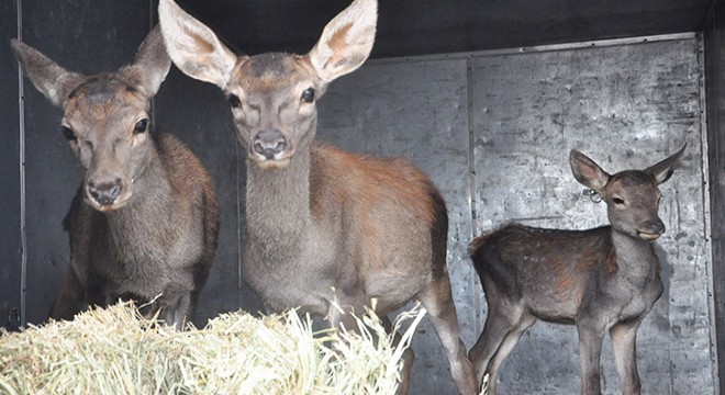 Tedavisi yapılan 3 kızıl geyik, Eskişehir'e gönderildi