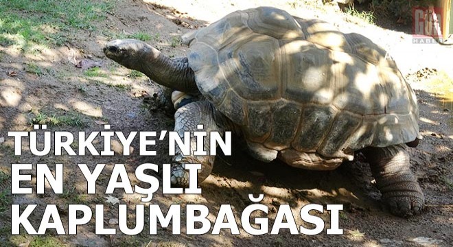 Türkiye'nin en yaşlı kaplumbağası 'Tuki'