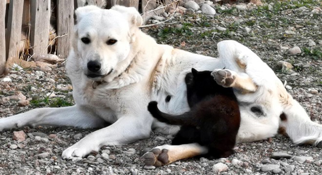 Yavruları ölen köpek, öksüz kalan yavru kediye annelik yapıyor