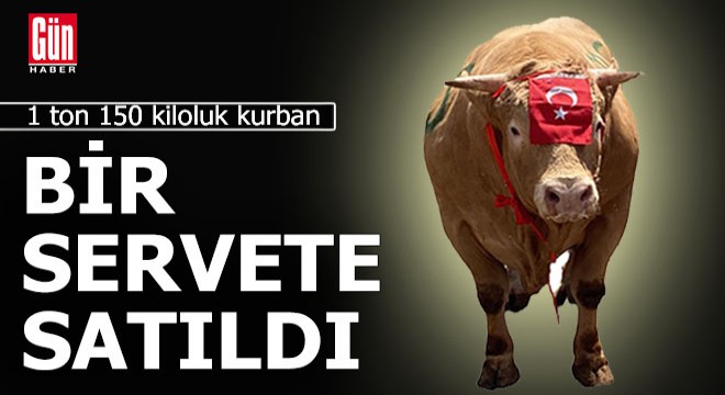 1 ton 150 kiloluk boğayı bir servet ödeyerek aldı