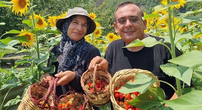 1200 rakımda 18 bin çilek fidesi yetiştirdi