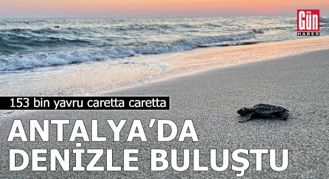 153 bin yavru caretta caretta Antalya'da denizle buluştu