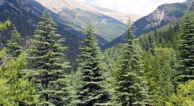 50 yıllık çam ağacı rüzgara dayanamadı