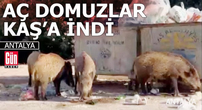 Aç domuzlar Kaş'a indi