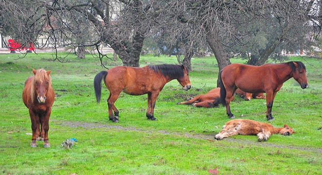 Aç kalan yılkı atları, şehir merkezine indi