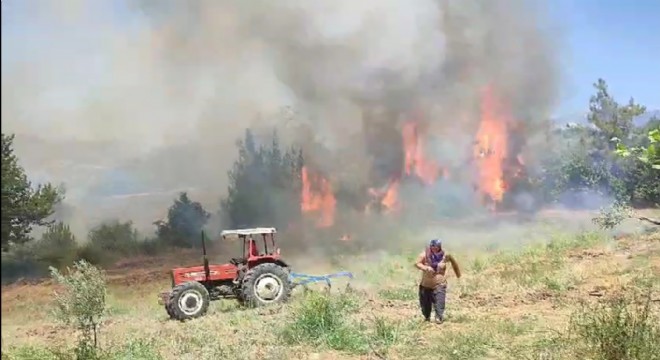 Adana'da orman yangını