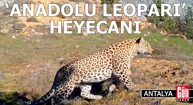 Akdeniz ve Ege'de 'Anadolu leoparı' heyecanı