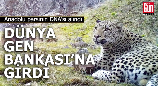 Anadolu parsının DNA'sı alındı, Dünya Gen Bankası'na girdi