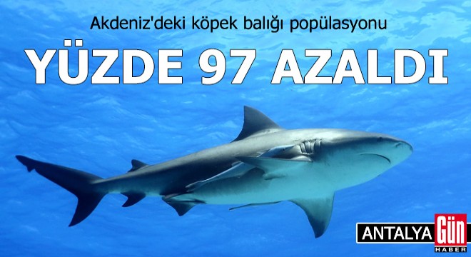 Antalya Akdeniz'deki köpek balığı popülasyonu yüzde 97 azaldı