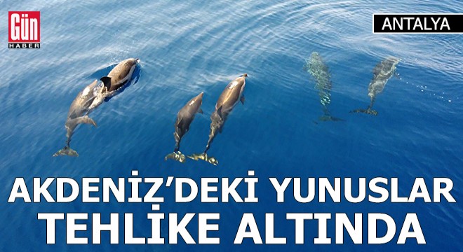 Antalya Akdeniz'deki yunuslar tehlike altında