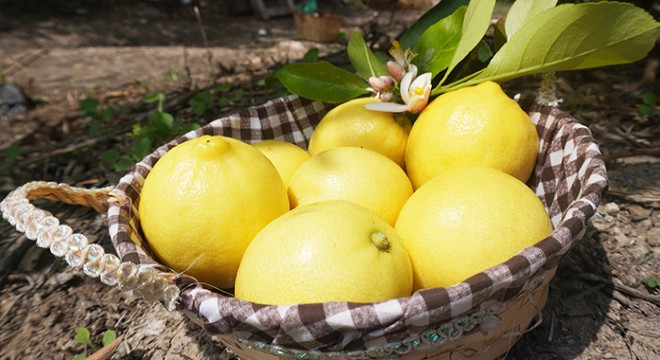 Antalya Finike'nin limon ve narı Nuh'un Ambarı Listesi'nde