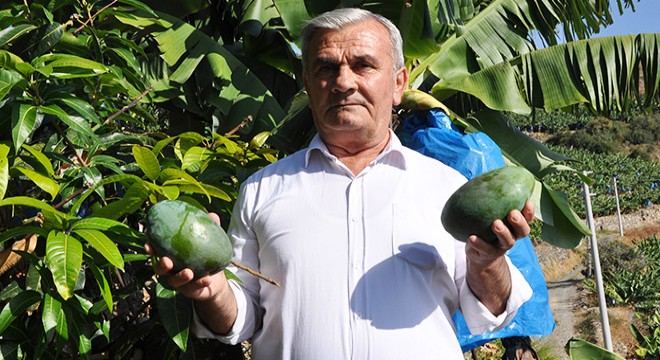 Antalya'da 12 yıl önce diktiği mango ağaçları gelir kaynağı oldu