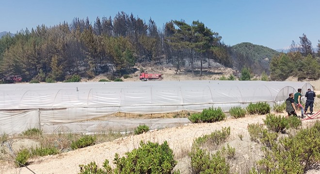 Antalya'da 2 hektarlık kızılçam ormanı yandı