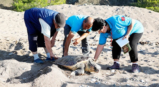 Antalya'da 3 gönüllünün çeyrek asırlık caretta caretta mesaisi