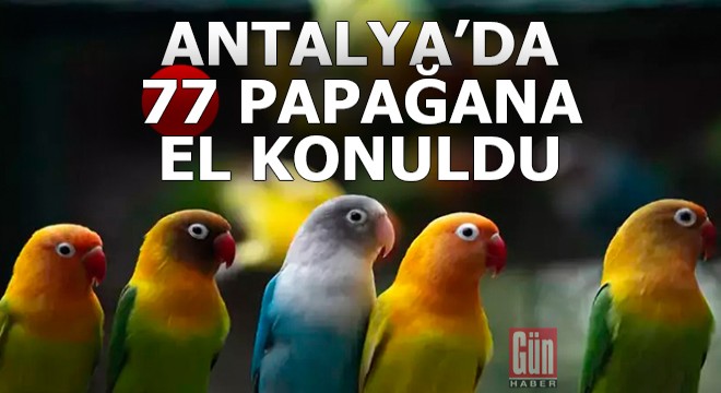 Antalya'da 77 papağana el konuldu