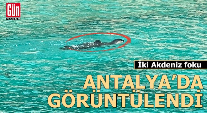 Antalya'da Akdeniz fokları görüntülendi