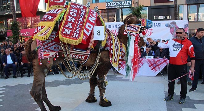 Antalya'da 'Süslü deve' yarışması