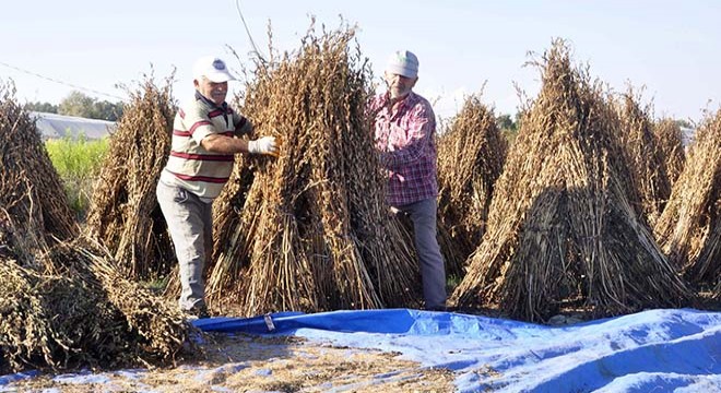 Antalya'da 'altın susam' için kalite ve verimlilik çalışması