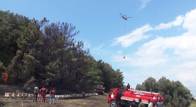 Antalya'da arazi yangınında arılar öldü