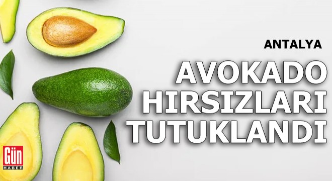 Antalya'da avokado hırsızları tutuklandı