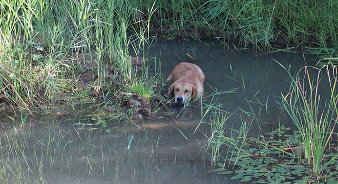 Antalya'da balçığa saplanan köpeği, itfaiye ve veteriner kurtardı