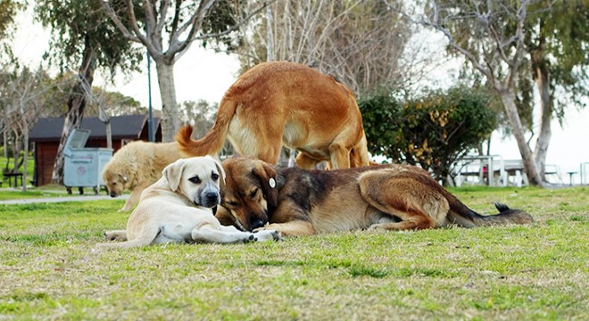 Antalya'da 'başıboş köpekler için ormanda yer ayıralım' önerisi