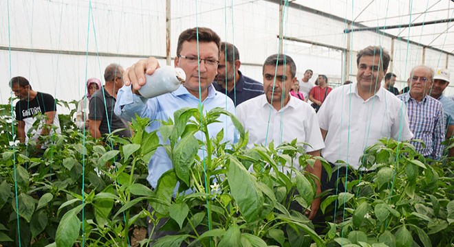 Antalya'da biber serasına faydalı böcek salındı