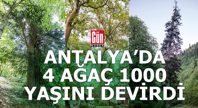 Antalya'da bir ağaç 2000, 3 ağaç ise 1000 yaşını aştı