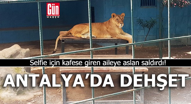 Antalya'da dehşet! Kafese giren aileye aslan saldırdı