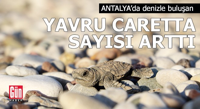 Antalya'da denizle buluşan yavru caretta sayısı yüzde 38 arttı