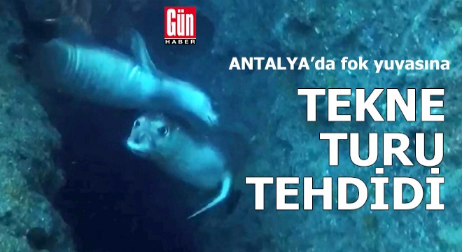 Antalya'da fok yuvasına tekne turu tehdidi