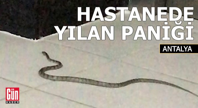 Antalya'da hastanede yılan paniği