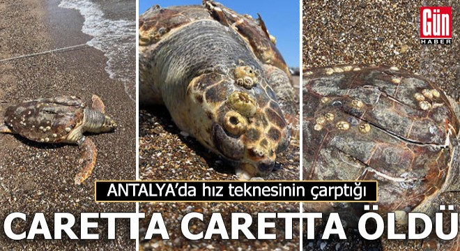 Antalya'da hız teknesinin çarptığı caretta caretta öldü