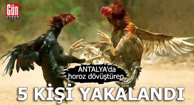 Antalya'da horoz dövüştüren 5 kişi yakalandı