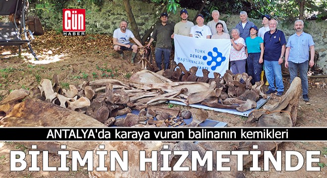 Antalya'da karaya vuran balinanın kemikleri, bilimin hizmetinde