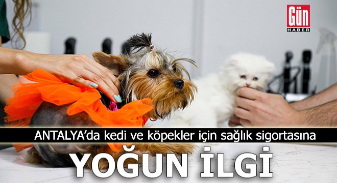 Antalya'da kedi ve köpekler için sağlık sigortasına yoğun ilgi