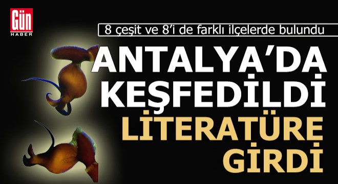 Antalya'da keşfedildiler, dünya literatürüne girdiler