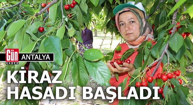 Antalya'da kiraz hasadı başladı