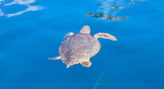 Antalya'da misinaya takılan caretta caretta kurtarıldı