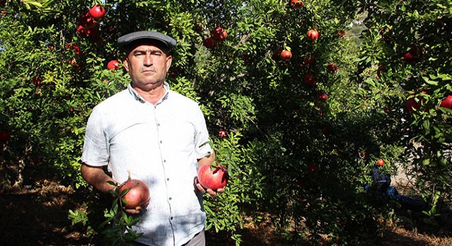 Antalya'da nar üretimi son 10 yılda azaldı